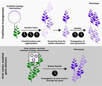 RNA Viral Vectors for Accelerating Plant Synthetic Biology